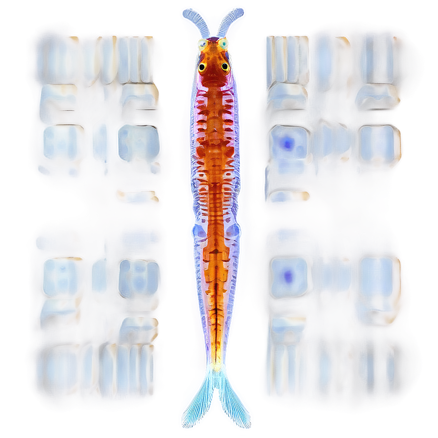 Zooplankton Microphotography Png 33 PNG Image