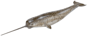 04 Natty Narwhal - Fish That Looks Like Unicorn PNG image with transparent background