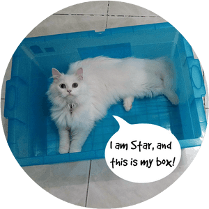 20131120 201534a - Kayleigh's Wee Stars, HD Png Download PNG image with transparent background