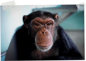 3 - Common Chimpanzee, HD Png Download PNG image with transparent background