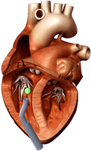 3d Heart Model, HD Png Download PNG image with transparent background