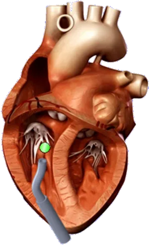 3 D Human Heart Model PNG Image