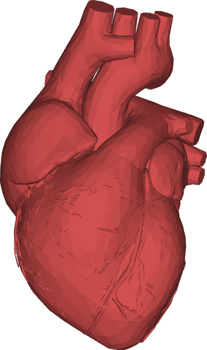 3d Computer Graphics Low Poly Heart Anatomy Thumb - Heart Organ 3d Png, Transparent Png PNG image with transparent background
