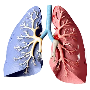 3d Lung Model Png 14 PNG Image