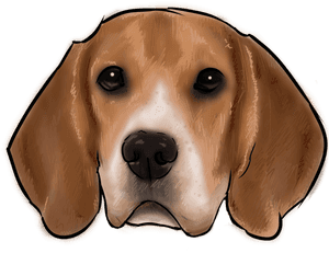 46 Why Are You A Beagle - Beagle, HD Png Download PNG image with transparent background