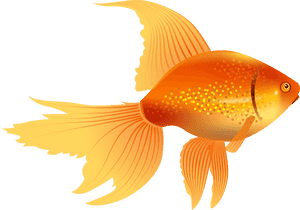 67579 - Goldfish Clipart, HD Png Download PNG image with transparent background