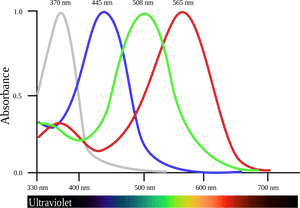Tetrachromacy - Chicken Sight Sense, HD Png Download PNG image with transparent background