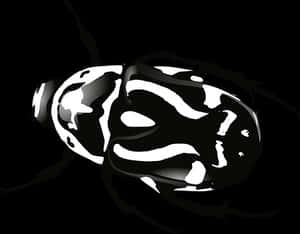 Abstract Blackand White Beetle Illustration PNG image with transparent background