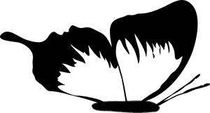 Black And White Butterfly Images, HD Png Download PNG image with transparent background