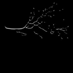 Abstract Cat Outline Art.jpg PNG