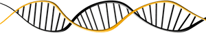 Dna Biology Clipart Png, Transparent Png PNG image with transparent background