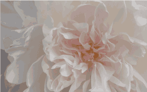 Pink Peony - Dahlia, HD Png Download PNG image with transparent background