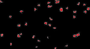 Transparent Falling Png - Rose Petals Falling Png, Png Download PNG with transparent background