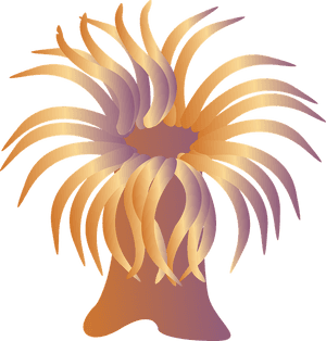 Abstract Sea Anemone Illustration PNG image with transparent background