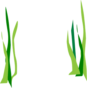 Seaweed Clipart No Background, HD Png Download PNG image with transparent background