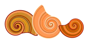 Abstract Shell Illustration PNG Image