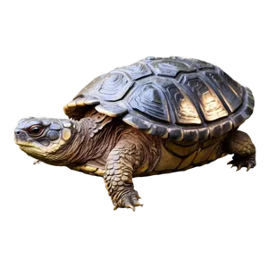 Abstract Snapping Turtle Design Png 7 PNG Image