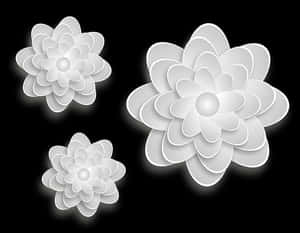 Abstract White Flowerson Black Background PNG image with transparent background