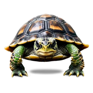 Adorable Baby Turtle Png 74 PNG Image