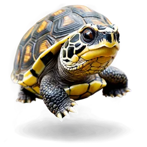 Adorable Baby Turtle Png Qci45 PNG Image