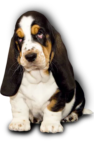 Adorable Basset Hound Puppy PNG Image