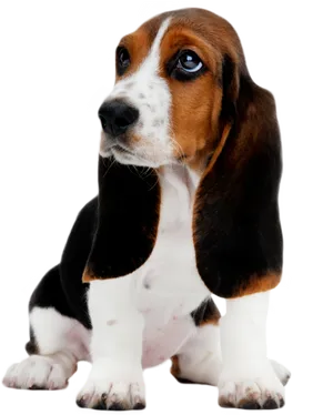 Adorable Basset Hound Puppy PNG Image