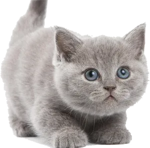 Adorable Blue Eyed Kitten PNG Image