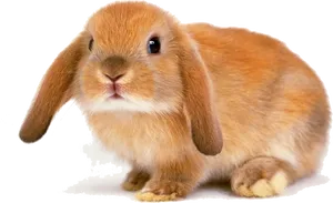 Adorable Brown Rabbit PNG Image