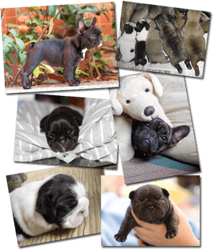 Adorable Bulldog Puppies Collage PNG image with transparent background