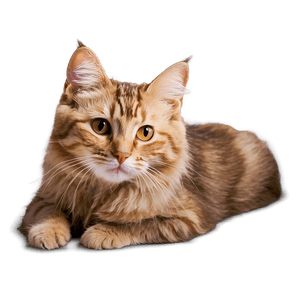 Adorable Cat PNG 58 PNG image with transparent background