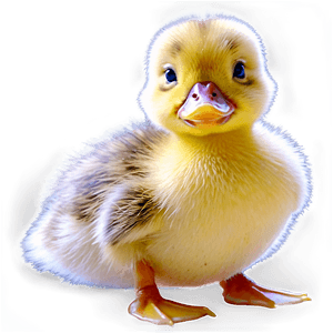 Adorable Duckling PNG mmu PNG