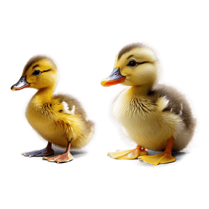 Adorable Duckling PNG nfr4 PNG