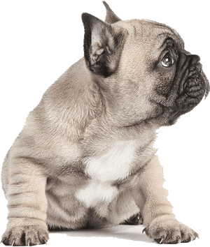 Adorable Fawn Bulldog Puppy PNG image with transparent background