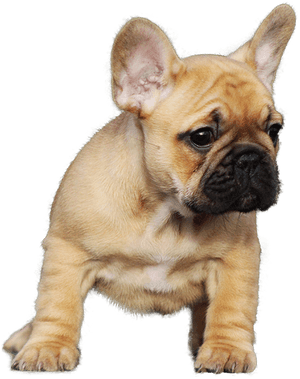 Adorable Fawn French Bulldog Puppy PNG image with transparent background