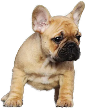 Adorable Fawn French Bulldog Puppy PNG Image