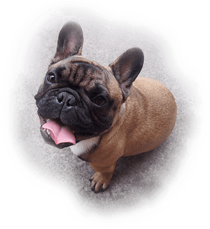 Adorable French Bulldog Puppy Looking Up PNG image with transparent background