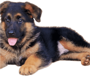 German Shepherd Puppy Png , Transparent Cartoons - German Shepherd Puppy Png, Png Download PNG image with transparent background