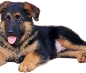 Adorable German Shepherd Puppy PNG Image