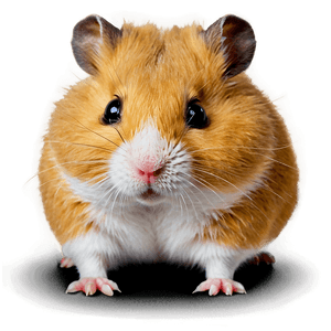 Adorable Hamster PNG pon9 PNG image with transparent background