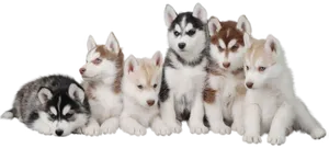 Adorable Husky Puppiesina Row PNG Image