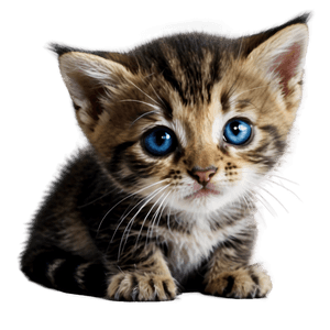 Adorable Kitten PNG lvh PNG image with transparent background