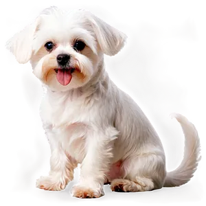 Adorable Maltese Sitting Png Jvv PNG Image