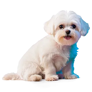 Adorable Maltese Sitting Png Ydt PNG Image