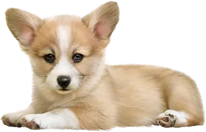 Adorable Pembroke Welsh Corgi Puppy PNG Image