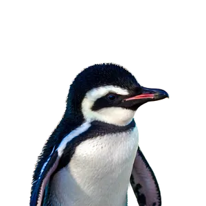 Adorable Penguins Png Xvq PNG Image