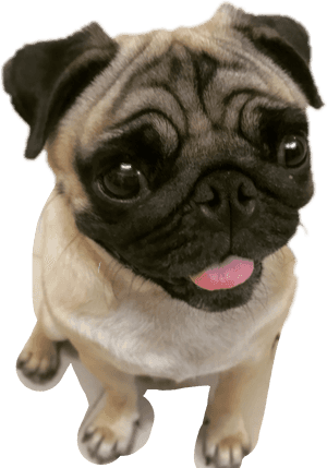 #pug #pugs #pugface #puglife#freetoedit - Pug Transparent, HD Png Download PNG image with transparent background