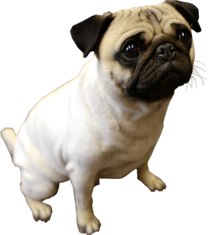 Puppy Pug Transparent Background Dog - Pug Dog No Background, HD Png Download PNG image with transparent background