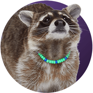 Raccoon - Nyla P - Lastic, HD Png Download PNG image with transparent background
