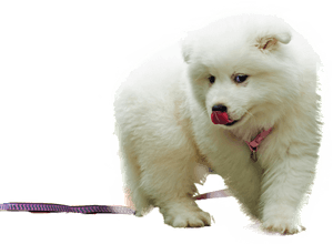 Samoyed Png - Samoyed Dog Png, Transparent Png PNG