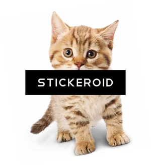 Adorable Tabby Kitten Sticker PNG Image